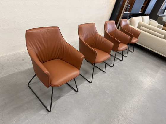 Image 1 of 4 Leolux Mara Dining Chairs Wapiti Hawk leather