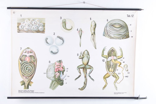 Vintage Organic wall school card W.Gummert frog 60s