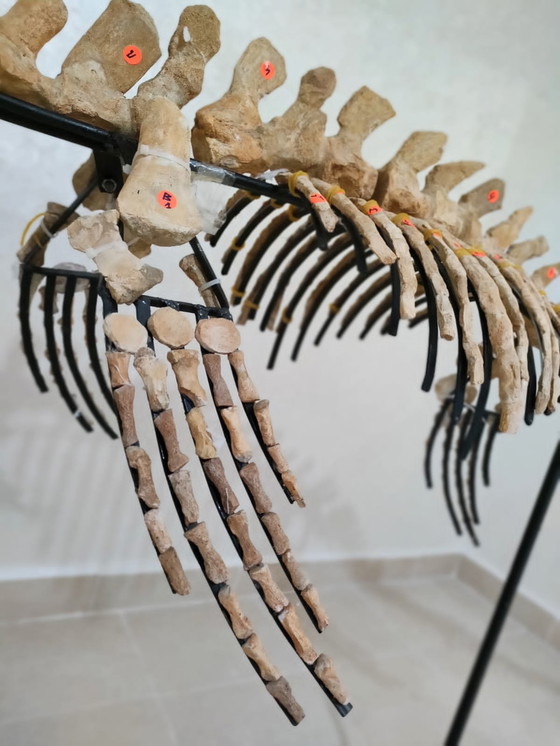 Image 1 of Mosasaurus – Cretaceous Marine Reptile
Large Mosasaurus