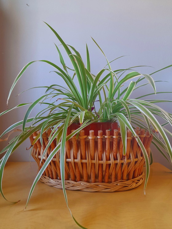 Image 1 of Maceta de bambú, 1960