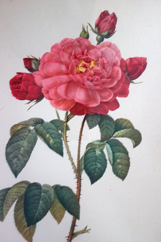 Image 1 of 4 oude botanische platen van rozen