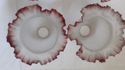 4 Große alte Globus-Tulpen