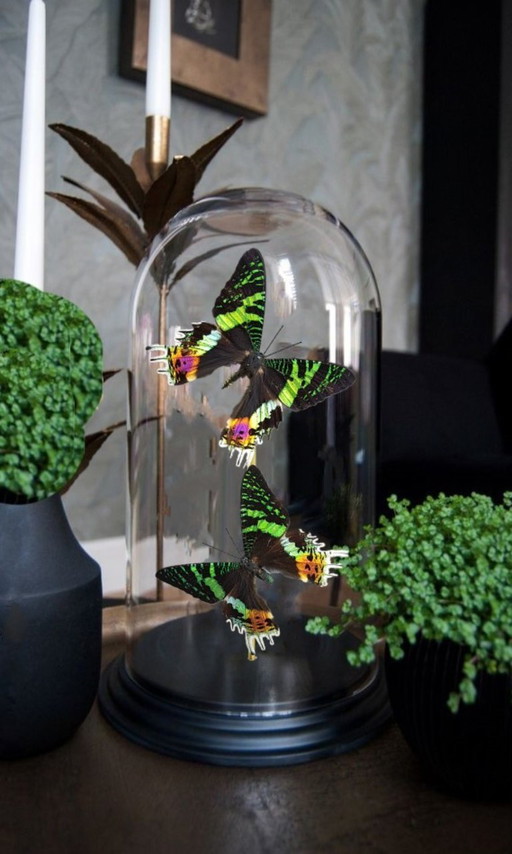 Real butterflies under limited edition glass bell jar