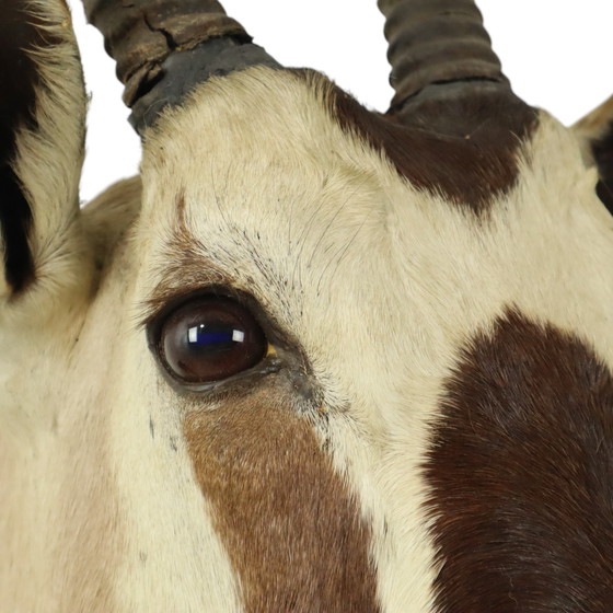 Image 1 of Taxidermie de l'antilope Oryx montée Gemsbok