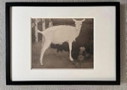 Jan Mankes 1889-1920 / Heliogravure Young White Goat 1923