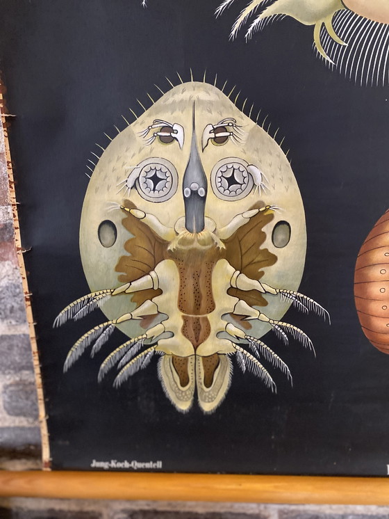 Image 1 of Schoolplaat entomostrasa