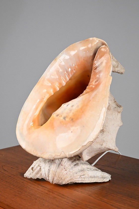 Image 1 of Vintage schelplamp