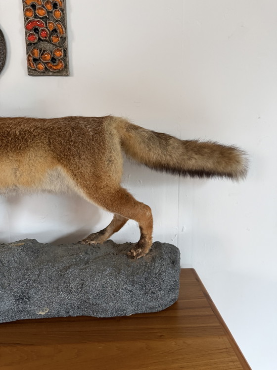 Taxidermie d'un renard empaillé '00 – Objets déco, Plastic (photo 4 of 8)