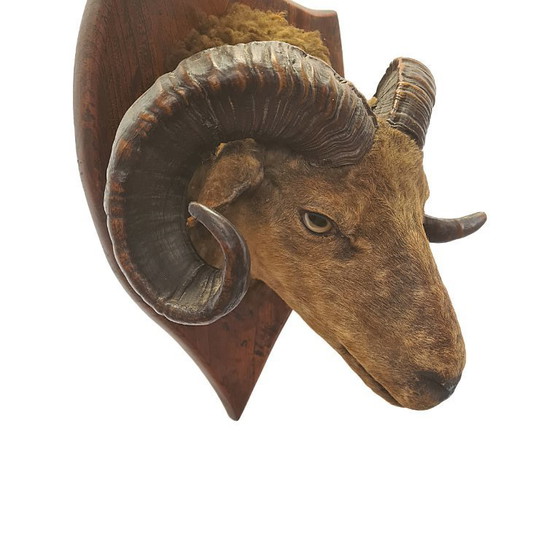 Image 1 of Victoriaans opgezette ramskop op schild, eind 19e eeuw