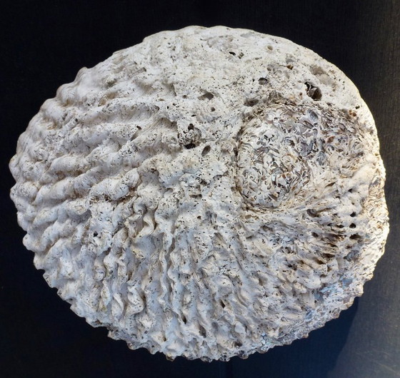 Image 1 of Abalone di conchiglia