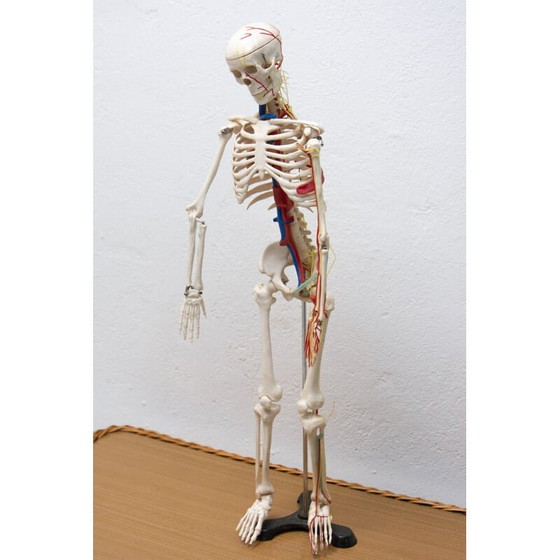 Image 1 of Vintage plastic human skeleton, Czechoslovakia 1960