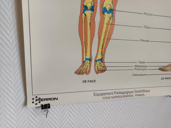 Image 1 of Vintage educatieve poster "De mens en zijn skelet