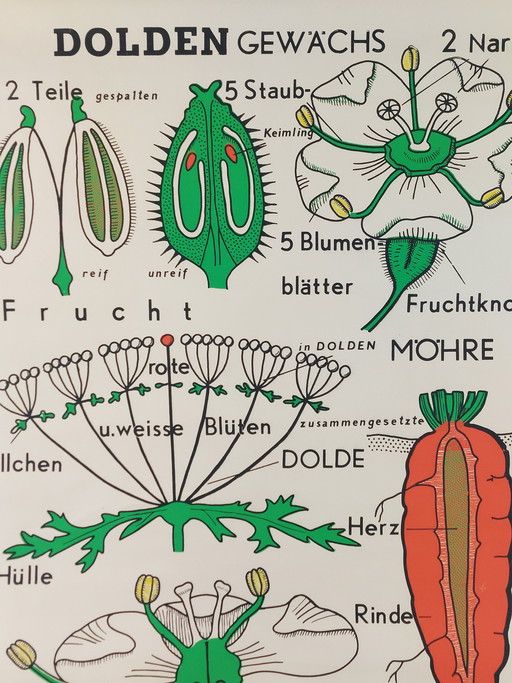 Vintage Rollkarte Lehrmittel Biologie Doldengewächs Wandkarte Botanik 