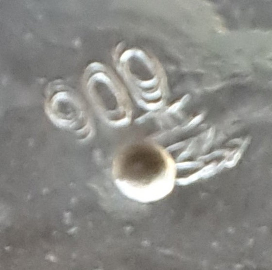 Image 1 of Cafetera/moca antigua Djokja de plata (sello 900).🫖