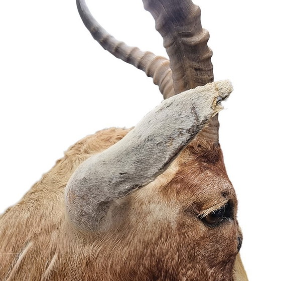Image 1 of Mounted African blesbok antelope, 1980s/90s