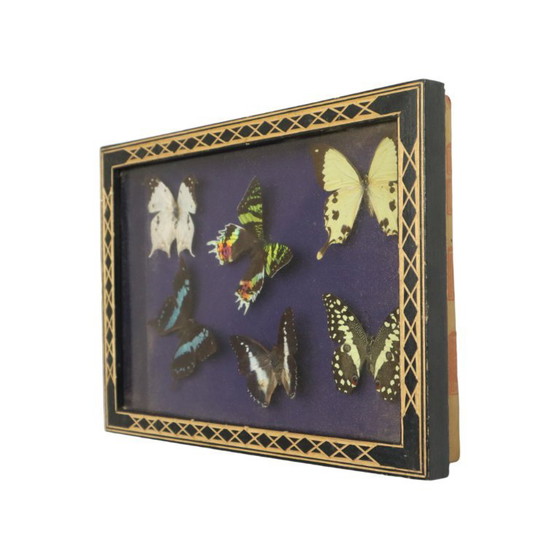 Framed Tropical Butterflies Taxidermy Insect Display, Decorative Objects, Glass, Wood, Multi Color (photo 2 of 10)