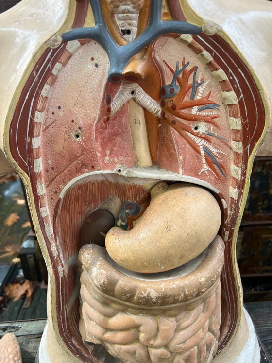 Medical Training Torso. – Sculpture, Other (photo 10 of 15)