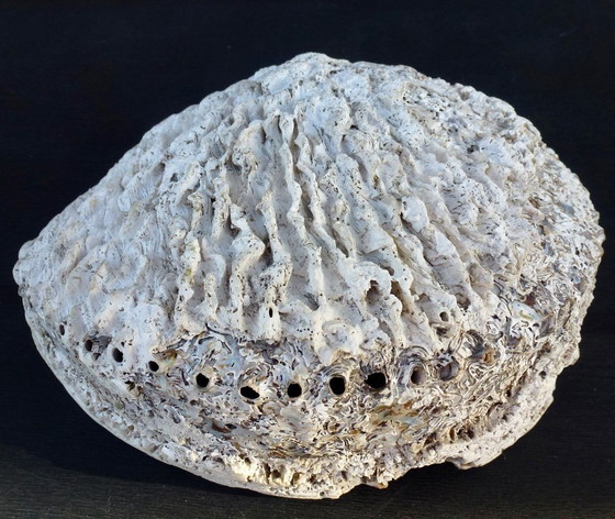 Image 1 of Abalone di conchiglia