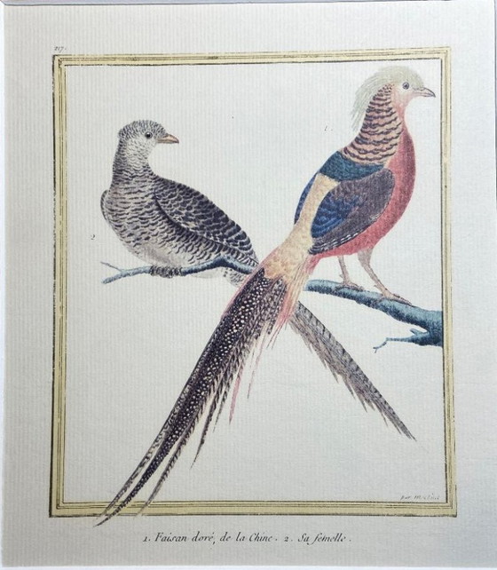 Image 1 of Engraving, Drawing, Sketch: Pair of Chinese Golden Pheasants by François-Nicolas Martinet