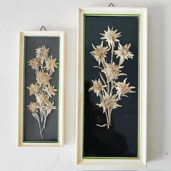 Image 1 of Set vintage di dipinti di fiori secchi di metà secolo Edelweiss, anni '50