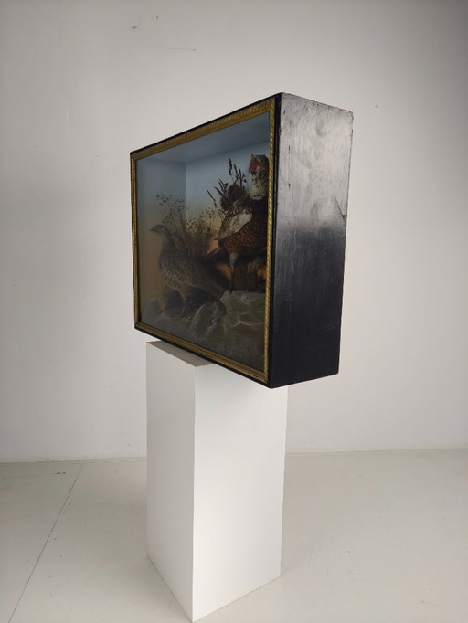 Vitrina de taxidermia del siglo XIX: Dos faisanes