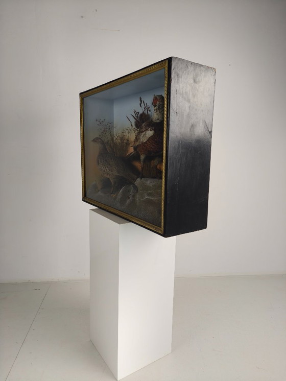 Image 1 of Vitrina de taxidermia del siglo XIX: Dos faisanes