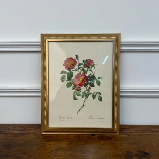 Stampa inglese classica Rose of love