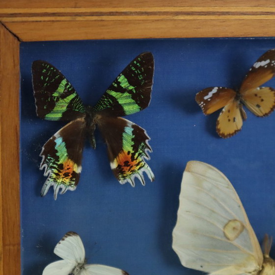 Butterfly collection in wooden frame, Wall decoration, Other, Brown, Vintage (photo 4 of 10)