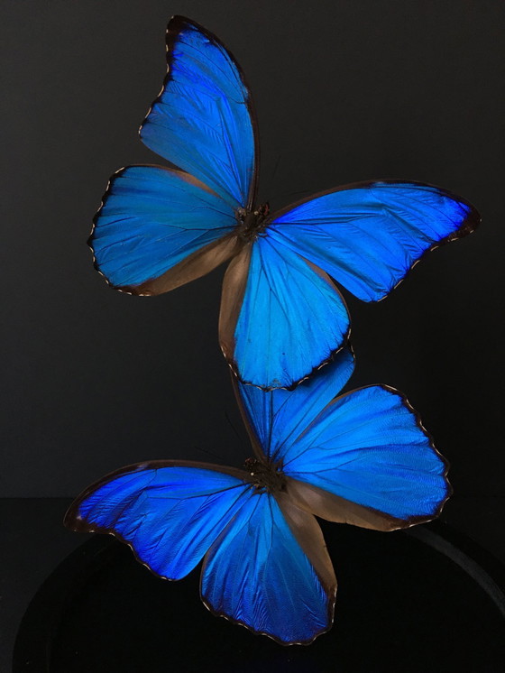 Image 1 of Morpho Didius • Géant Bleu • Cloche en Verre • Pérou • 2020