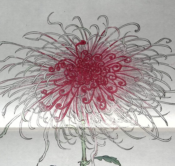 Keika Hasegawa - "One Hundred Chrysanthemums" – Paintings & Drawings, Paper (photo 4 of 8)