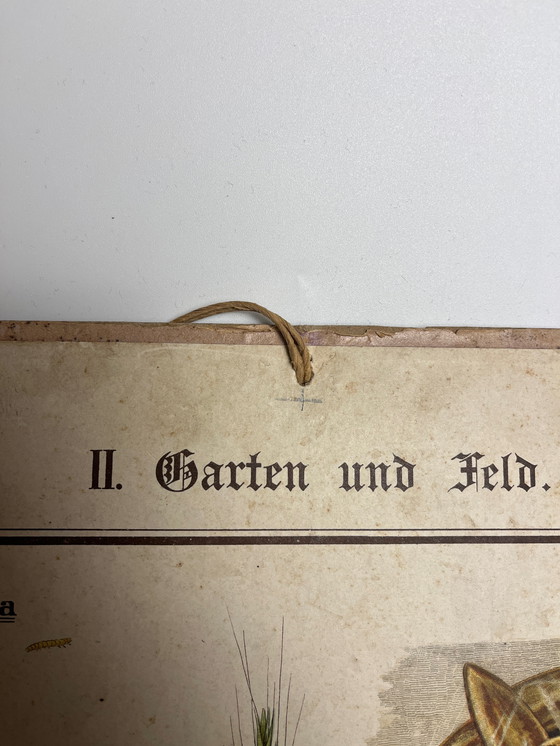 Image 1 of Pannello didattico, pannello scolastico, pannello espositivo, litografia, probabilmente intorno al 1900 - 64 cm