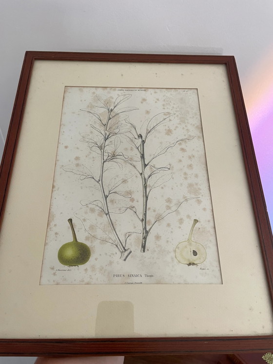 Illustrazione botanica vintage incorniciata – Dipinti e disegni (photo 2 of 3)