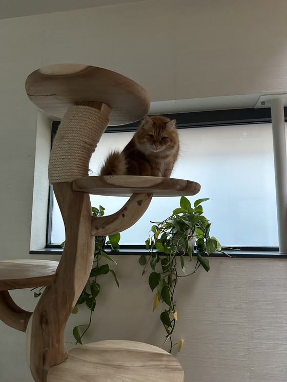 Image 1 of Árbol para gatos de madera, 2 metros de altura.