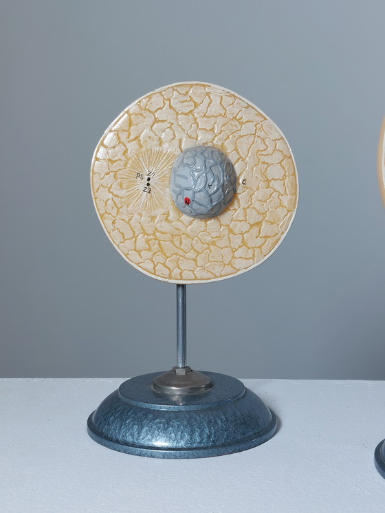 Image 1 of Vecchio modello didattico Divisione cellulare Mitosi Ausilio didattico di biologia Metallo Plastica