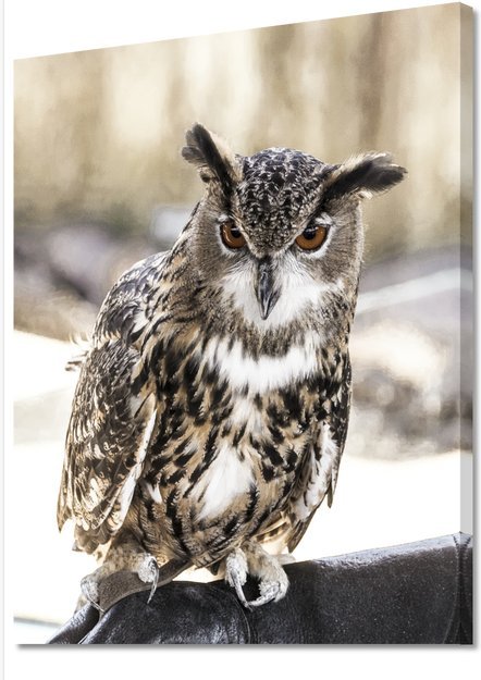 Image 1 of Carol.M.Highsmith -----The Snowy Owl