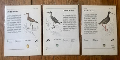 Illustrations oiseaux d'Europe