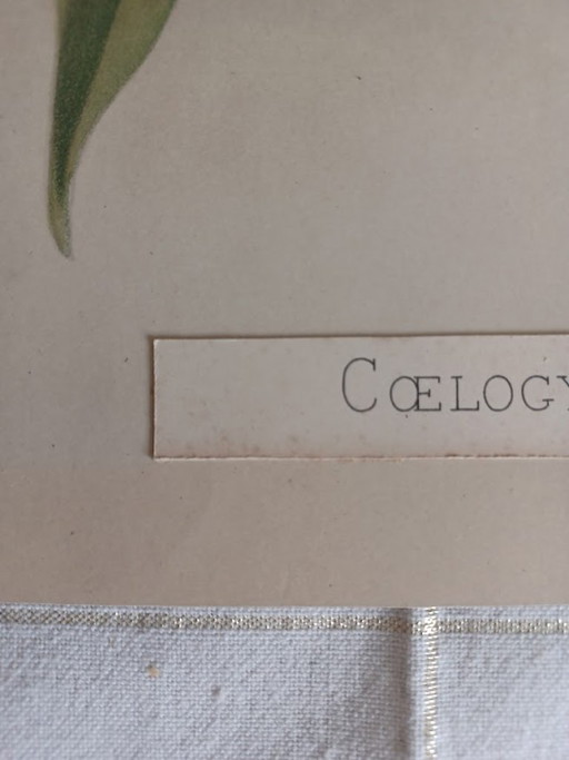 Original Chromolithography 'Reichenbachia' 1888 – H.G. Moon