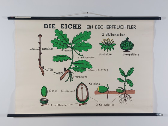 Image 1 of Vintage roll-up map, teaching aid, biology, wall map, oak trees