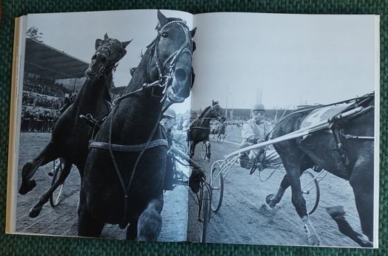 Image 1 of Ein Königreich für ein Pferd