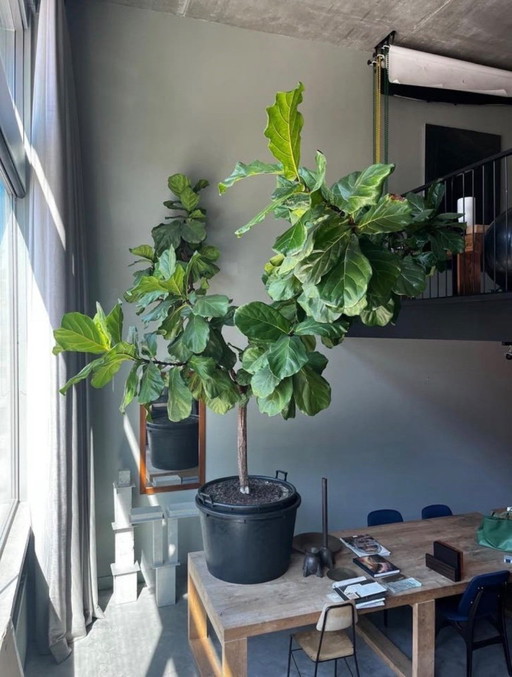 Grand Ficus lyrata (plante à tabac) - 3 mètres de haut et de large
