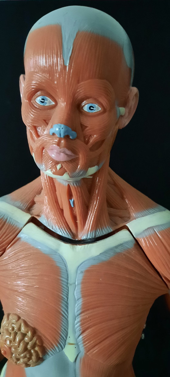 Image 1 of Modello anatomico d'epoca del corpo umano