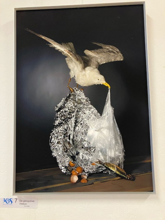 Image 1 of Kunstfotograf Joop Schepers – Eine feiernde Möwe findet immer etwas