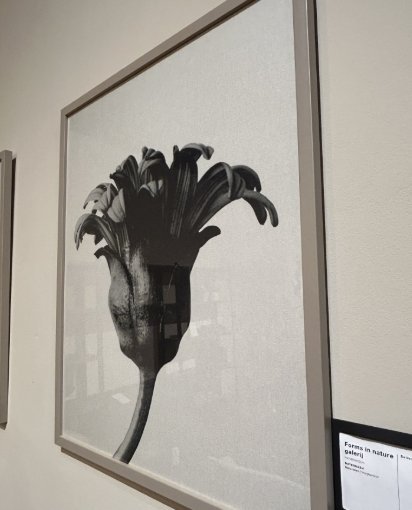 Image 1 of Boconcept - Form in der Natur Galerie