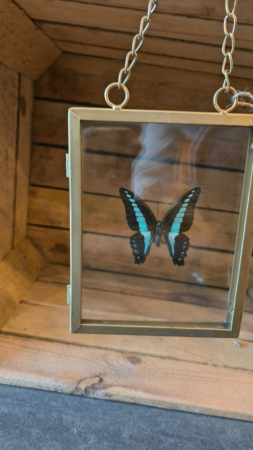 Goudkleurige kader met opgezette vlinder (taxidermie)