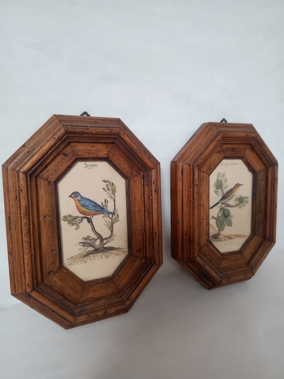 Image 1 of Exposition italienne d'une fauvette mélodieuse et d'un serin d'Europe.