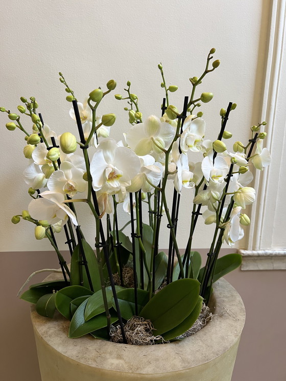 Image 1 of Jardinera de fibra de vidrio 1984 / 140 cm de alto