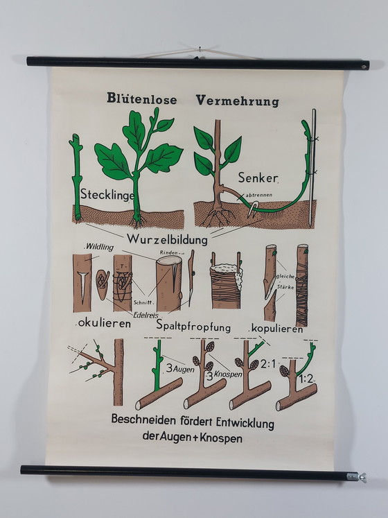 Image 1 of Vintage roll-up map, teaching aid, biology, non-flowering plant propagation, wall map
