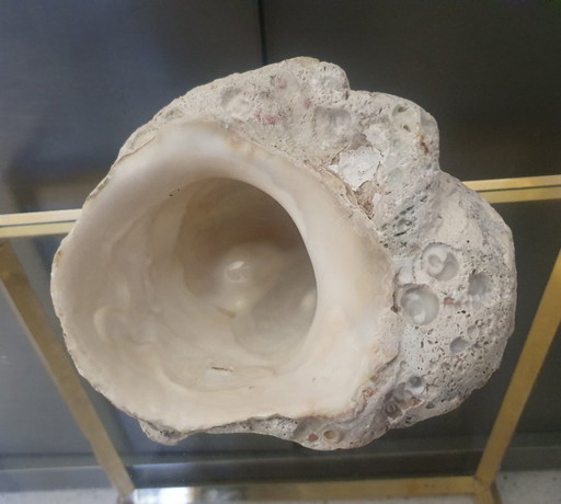 Large Fossil Shell (1.4 kg) – Petrified Sea Snail – Vintage Natural Decor – Unique Piece