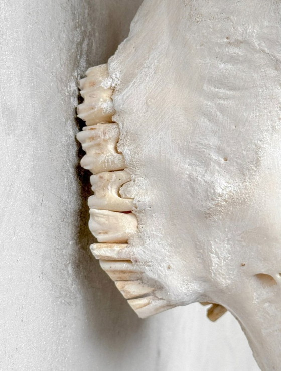 Image 1 of Handgeschnitzter Kuhschädel – Einzigartiges Farnmotiv (Boho-Ibiza)