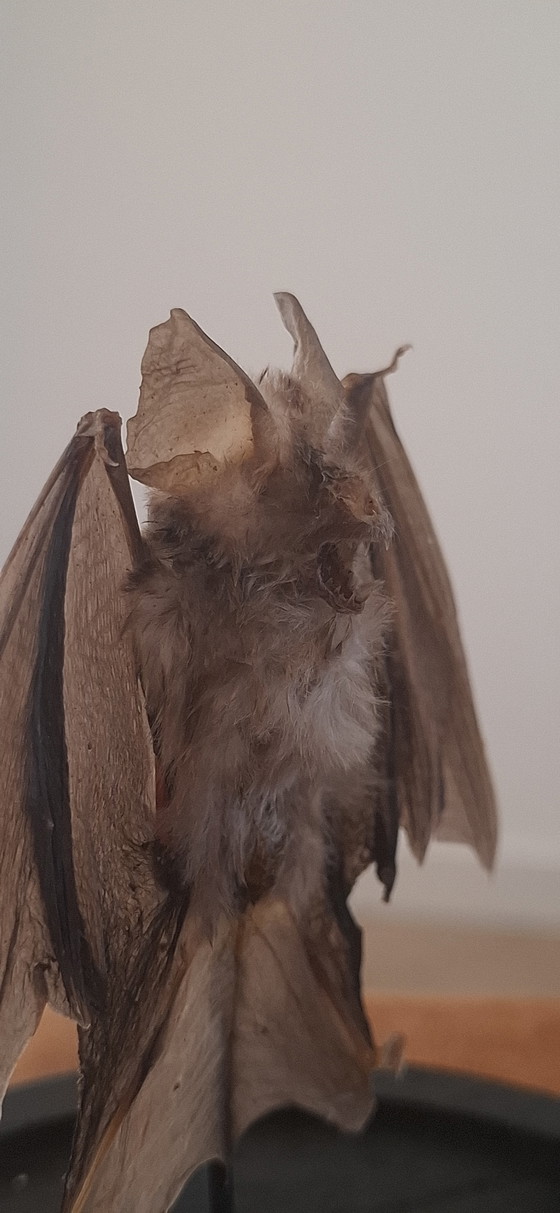 Image 1 of Tassidermia di pipistrello Vesper dipinto d'epoca - Nuovo assemblaggio